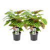 Calathea Makoyana - 2 pièces - Ø14cm - ↕45cm Everspring