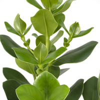 Clusia Rosea Princesse - Ø17cm - ↕60cm Everspring