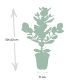 Clusia Rosea Princesse - Ø17cm - ↕60cm Everspring