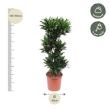 Dracaena Compacta - 140 cm - ø30 Everspring