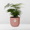 Asperges Setaceus ‘Plumosus’ + pot ELHO Vibes Fold 14 cm rose Everspring