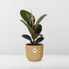 Ficus Elastica ‘Robusta’+ pot  ELHO Vibes Fold 14 cm jaune Everspring
