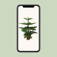 Araucaria Heterophylla - Ø21cm - ↕70cm Everspring