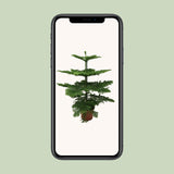 Araucaria Heterophylla - Ø21cm - ↕70cm Everspring