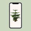 Araucaria Heterophylla - Ø21cm - ↕70cm Everspring