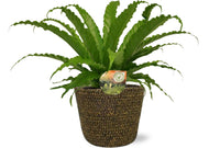 Asplenium Osaka - Ø17cm - ↕40cm + Pot Selin D18x16cm - Noir Everspring