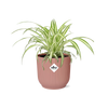 Chlorophytum Comosum Variegatum + pot ELHO Vibes Fold 14 cm rose Everspring