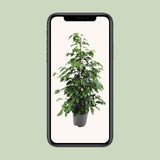 Ficus benjamina Danielle - Ø21cm - ↕95cm Everspring