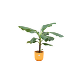 Bananier (Musa)+ pot Elho Jazz Round jaune Ø23 - 100 cm Everspring