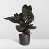 Calathea Ornata - Ø19cm - ↕75cm Everspring