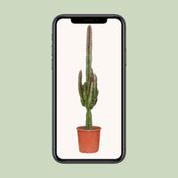 Euphorbe trigona rubra - Ø17cm - ↕70cm Everspring