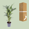 Howea Forsteriana - Ø17cm - ↕75cm Everspring
