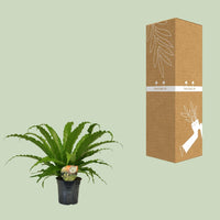 Asplenium Osaka - Ø17cm - ↕40cm Everspring