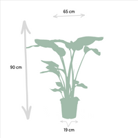 Strelitzia Nicolai - Ø19cm - ↕85cm + Alocasia Macrorrhiza - Ø19cm - ↕70cm Everspring