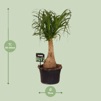 Beaucarnea Nolina - Ø19 ↕60 Everspring