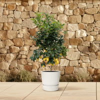 Calamondin (Citrus mitis)  200cm - ø40 Everspring