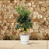 Calamondin (Citrus mitis)  200cm - ø40 Everspring