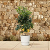 Calamondin (Citrus mitis)  200cm - ø40 Everspring