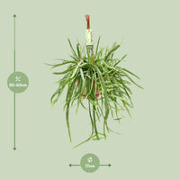 Lepismium Bolivianum - Ø17 ↕55 Everspring