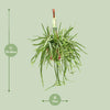 Lepismium Bolivianum - Ø17 ↕55 Everspring