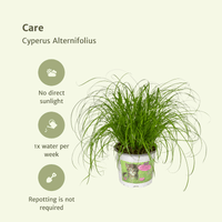 Cyperus Alternifolius (Herbe à chat) - 4 pièces - Ø12cm - ↕20cm Everspring
