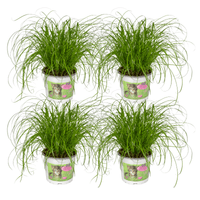Cyperus Alternifolius (Herbe à chat) - 4 pièces - Ø12cm - ↕20cm Everspring