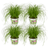 Cyperus Alternifolius (Herbe à chat) - 4 pièces - Ø12cm - ↕20cm Everspring