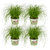 Cyperus Alternifolius (Herbe à chat) - 4 pièces - Ø12cm - ↕20cm Everspring