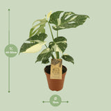 Monstera Thai Constellation - Ø15cm - ↕50cm Everspring