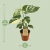 Monstera Thai Constellation - Ø15cm - ↕50cm Everspring
