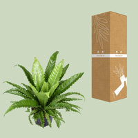 Asplenium Antiquum Osaka - Ø23cm - ↕60cm Everspring