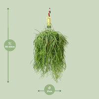 Rhipsalis Baccifera Shaferi - Ø21 ↕60 Everspring