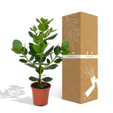 Clusia Rosea Princesse - Ø17cm - ↕60cm Everspring