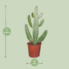 Opuntia Consolea - Ø17cm - ↕55cm Everspring