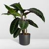 Calathea Warscewiczii - Plante paon - Ø19cm - ↕70cm Everspring