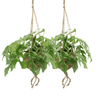 Kokodama Monstera Minima à suspendre (plante à trous) - 2 pièces - Ø15cm - ↕25cm Everspring