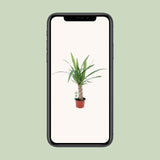 Yucca - Ø12cm - ↕50cm Everspring