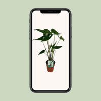 Alocasia Zebrina - Oreille d'éléphant - Ø19cm - ↕75cm Everspring