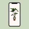Alocasia Zebrina - Oreille d'éléphant - Ø19cm - ↕75cm Everspring