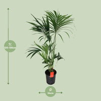 Howea Forsteriana - Ø24cm - ↕130cm Everspring