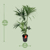 Howea Forsteriana - Ø24cm - ↕130cm Everspring