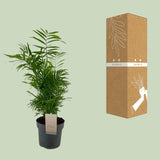 Chamaedorea Elegans - Ø17cm - ↕50cm Everspring