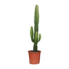 Euphorbia Acrurensis - Ø17cm - ↕50cm Everspring
