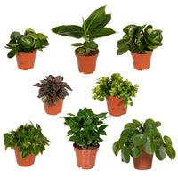 Boîte surprise - Ø12cm - ↕25cm - x8 Everspring