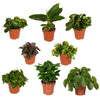 Boîte surprise - Ø12cm - ↕25cm - x8 Everspring