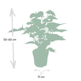 Anthurium Rouge - Ø17cm - ↕55cm Everspring
