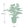 Anthurium Rouge - Ø17cm - ↕55cm Everspring