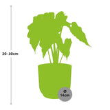 Alocasia ‘Polly’ en ELHO Vibes Fold 14 cm rose Everspring