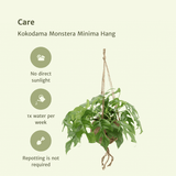 Kokodama Monstera Minima à suspendre (plante à trous) - 2 pièces - Ø15cm - ↕25cm Everspring
