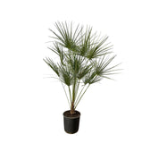 Chamaerops Humilis op stam - 160 cm - Ø24cm Everspring